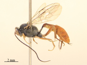  ( - CBG-B21854-C09)  @11 [ ] CreativeCommons - Attribution Share - Alike (2025) CBG Photography Group Centre for Biodiversity Genomics