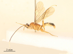  ( - CBG-B21854-D01)  @11 [ ] CreativeCommons - Attribution Share - Alike (2025) CBG Photography Group Centre for Biodiversity Genomics