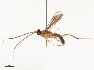  ( - CBG-B21863-C04)  @11 [ ] CreativeCommons - Attribution Share - Alike (2025) CBG Photography Group Centre for Biodiversity Genomics