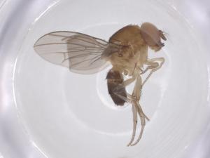  ( - CBG-B22240-G07)  @11 [ ] CreativeCommons - Attribution Share - Alike (2025) Centre for Biodiversity Genomics Centre for Biodiversity Genomics