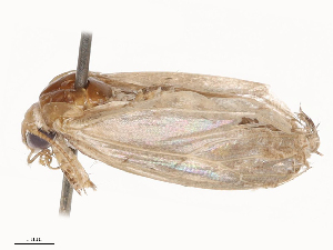  ( - CBG-B22362-C05)  @11 [ ] CreativeCommons - Attribution Share - Alike (2025) CBG Photography Group Centre for Biodiversity Genomics