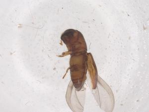  ( - CBG-B22461-B04)  @11 [ ] CreativeCommons - Attribution Share - Alike (2025) Centre for Biodiversity Genomics Centre for Biodiversity Genomics