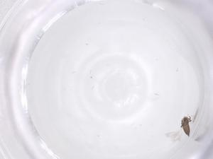  ( - CBG-B22466-A07)  @11 [ ] CreativeCommons - Attribution Share - Alike (2025) Centre for Biodiversity Genomics Centre for Biodiversity Genomics