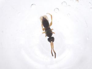  ( - CBG-B22477-F01)  @11 [ ] CreativeCommons - Attribution Share - Alike (2025) Centre for Biodiversity Genomics Centre for Biodiversity Genomics