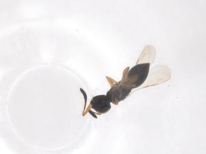  ( - CBG-B22511-A06)  @11 [ ] CreativeCommons - Attribution Share - Alike (2025) Centre for Biodiversity Genomics Centre for Biodiversity Genomics