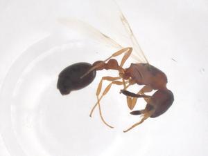  ( - CBG-B23519-A05)  @11 [ ] CreativeCommons - Attribution Share - Alike (2025) Centre for Biodiversity Genomics Centre for Biodiversity Genomics