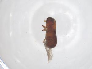  ( - CBG-B23526-F11)  @11 [ ] CreativeCommons - Attribution Share - Alike (2025) Centre for Biodiversity Genomics Centre for Biodiversity Genomics