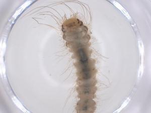  ( - CBG-B23532-E02)  @11 [ ] CreativeCommons - Attribution Share - Alike (2025) Centre for Biodiversity Genomics Centre for Biodiversity Genomics