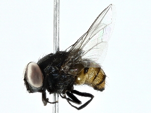  ( - BIOUG91324-C05)  @11 [ ] CreativeCommons - Attribution (2022) CBG Photography Group Centre for Biodiversity Genomics