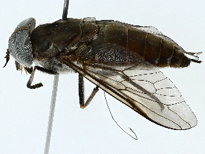  (Tabanus griseilineis - BIOUG91326-B12)  @11 [ ] CreativeCommons - Attribution (2022) CBG Photography Group Centre for Biodiversity Genomics