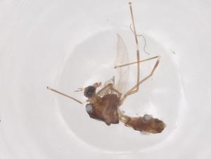  ( - CBG-B00371-B05)  @11 [ ] CreativeCommons - Attribution Share - Alike (2025) Centre for Biodiversity Genomics Centre for Biodiversity Genomics