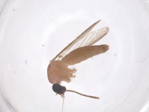  ( - CBG-B01083-H08)  @11 [ ] CreativeCommons - Attribution Share - Alike (2025) Centre for Biodiversity Genomics Centre for Biodiversity Genomics