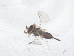  ( - CBG-B04414-D12)  @11 [ ] CreativeCommons - Attribution Share - Alike (2025) Centre for Biodiversity Genomics Centre for Biodiversity Genomics