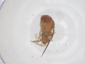  ( - CBG-B04423-F08)  @11 [ ] CreativeCommons - Attribution Share - Alike (2025) Centre for Biodiversity Genomics Centre for Biodiversity Genomics