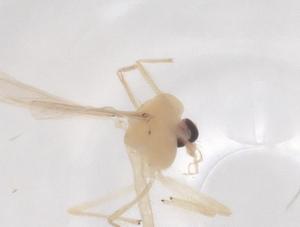  ( - CBG-B15666-F03)  @11 [ ] CreativeCommons - Attribution Share - Alike (2025) Centre for Biodiversity Genomics Centre for Biodiversity Genomics