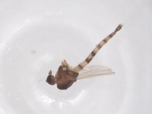  (Kribiodosis - CBG-B15667-F06)  @11 [ ] CreativeCommons - Attribution Share - Alike (2025) Centre for Biodiversity Genomics Centre for Biodiversity Genomics