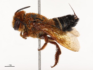  ( - CBG-B15688-H04)  @11 [ ] CreativeCommons - Attribution Share - Alike (2025) CBG Photography Group Centre for Biodiversity Genomics