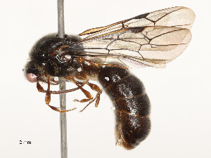  ( - CBG-B19976-F10)  @11 [ ] CreativeCommons - Attribution Share - Alike (2025) CBG Photography Group Centre for Biodiversity Genomics