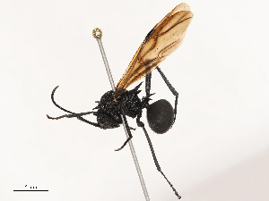  ( - CBG-B21847-F07)  @11 [ ] CreativeCommons - Attribution Share - Alike (2025) CBG Photography Group Centre for Biodiversity Genomics