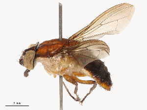  (Borbororhinia - CBG-B21855-F02)  @11 [ ] CreativeCommons - Attribution Share - Alike (2025) CBG Photography Group Centre for Biodiversity Genomics