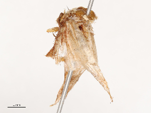  ( - CBG-B21856-A07)  @11 [ ] CreativeCommons - Attribution Share - Alike (2025) CBG Photography Group Centre for Biodiversity Genomics