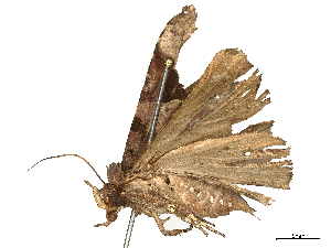  ( - CBG-B21856-C12)  @11 [ ] CreativeCommons - Attribution Share - Alike (2025) CBG Photography Group Centre for Biodiversity Genomics