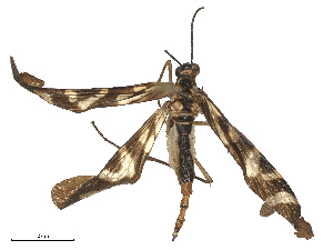  (Neopanorpa harmandi - CBG-B21856-D06)  @11 [ ] CreativeCommons - Attribution Share - Alike (2025) CBG Photography Group Centre for Biodiversity Genomics