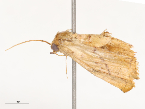  ( - CBG-B21857-B07)  @11 [ ] CreativeCommons - Attribution Share - Alike (2025) CBG Photography Group Centre for Biodiversity Genomics