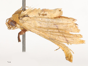  ( - CBG-B21857-B08)  @11 [ ] CreativeCommons - Attribution Share - Alike (2025) CBG Photography Group Centre for Biodiversity Genomics