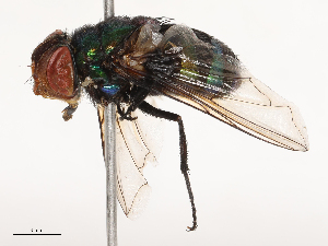  ( - CBG-B21857-F02)  @11 [ ] CreativeCommons - Attribution Share - Alike (2025) CBG Photography Group Centre for Biodiversity Genomics