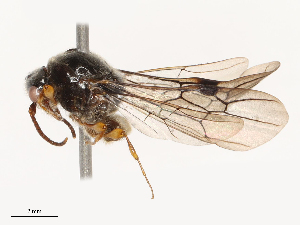  ( - CBG-B21857-G02)  @11 [ ] CreativeCommons - Attribution Share - Alike (2025) CBG Photography Group Centre for Biodiversity Genomics