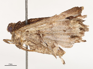  ( - CBG-B21858-B07)  @11 [ ] CreativeCommons - Attribution Share - Alike (2025) CBG Photography Group Centre for Biodiversity Genomics