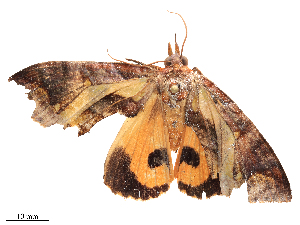  ( - CBG-B21861-B02)  @11 [ ] CreativeCommons - Attribution Share - Alike (2025) CBG Photography Group Centre for Biodiversity Genomics