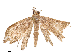  ( - CBG-B21861-B06)  @11 [ ] CreativeCommons - Attribution Share - Alike (2025) CBG Photography Group Centre for Biodiversity Genomics