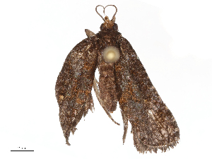  ( - CBG-B21861-H11)  @11 [ ] CreativeCommons - Attribution Share - Alike (2025) CBG Photography Group Centre for Biodiversity Genomics