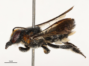  ( - CBG-B21863-E10)  @11 [ ] CreativeCommons - Attribution Share - Alike (2025) CBG Photography Group Centre for Biodiversity Genomics