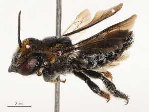  ( - CBG-B21863-E11)  @11 [ ] CreativeCommons - Attribution Share - Alike (2025) CBG Photography Group Centre for Biodiversity Genomics