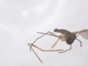  ( - CBG-B21926-A11)  @11 [ ] CreativeCommons - Attribution Share - Alike (2025) Centre for Biodiversity Genomics Centre for Biodiversity Genomics