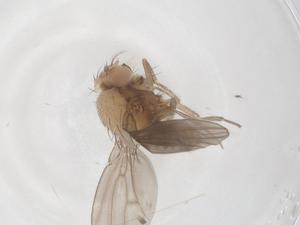  ( - CBG-B22356-A11)  @11 [ ] CreativeCommons - Attribution Share - Alike (2025) Centre for Biodiversity Genomics Centre for Biodiversity Genomics