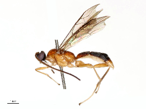  ( - CBG-B22371-A06)  @11 [ ] CreativeCommons - Attribution Share - Alike (2025) CBG Photography Group Centre for Biodiversity Genomics