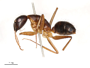  ( - CBG-B22371-A10)  @11 [ ] CreativeCommons - Attribution Share - Alike (2025) CBG Photography Group Centre for Biodiversity Genomics