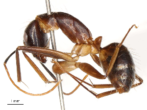  ( - CBG-B22371-A11)  @11 [ ] CreativeCommons - Attribution Share - Alike (2025) CBG Photography Group Centre for Biodiversity Genomics