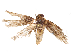  ( - CBG-B22371-B06)  @11 [ ] CreativeCommons - Attribution Share - Alike (2025) CBG Photography Group Centre for Biodiversity Genomics