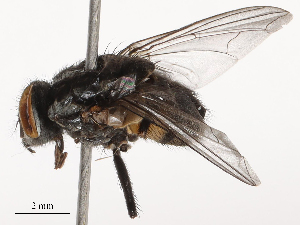  ( - CBG-B22381-A05)  @11 [ ] CreativeCommons - Attribution Share - Alike (2025) CBG Photography Group Centre for Biodiversity Genomics