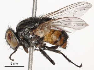  ( - CBG-B22381-A11)  @11 [ ] CreativeCommons - Attribution Share - Alike (2025) CBG Photography Group Centre for Biodiversity Genomics