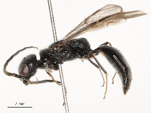  (Acrepyris - CBG-B22381-D01)  @11 [ ] CreativeCommons - Attribution Share - Alike (2025) CBG Photography Group Centre for Biodiversity Genomics