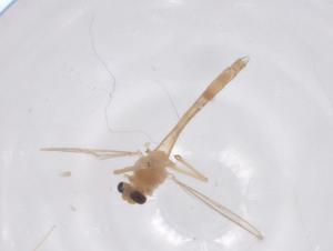  ( - CBG-B22389-F06)  @11 [ ] CreativeCommons - Attribution Share - Alike (2025) Centre for Biodiversity Genomics Centre for Biodiversity Genomics