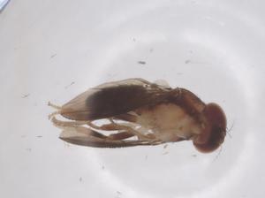  ( - CBG-B22392-G10)  @11 [ ] CreativeCommons - Attribution Share - Alike (2025) Centre for Biodiversity Genomics Centre for Biodiversity Genomics