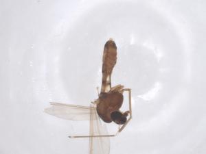  ( - CBG-B22434-D04)  @11 [ ] CreativeCommons - Attribution Share - Alike (2025) Centre for Biodiversity Genomics Centre for Biodiversity Genomics