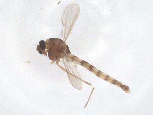  ( - CBG-B22438-D12)  @11 [ ] CreativeCommons - Attribution Share - Alike (2025) Centre for Biodiversity Genomics Centre for Biodiversity Genomics